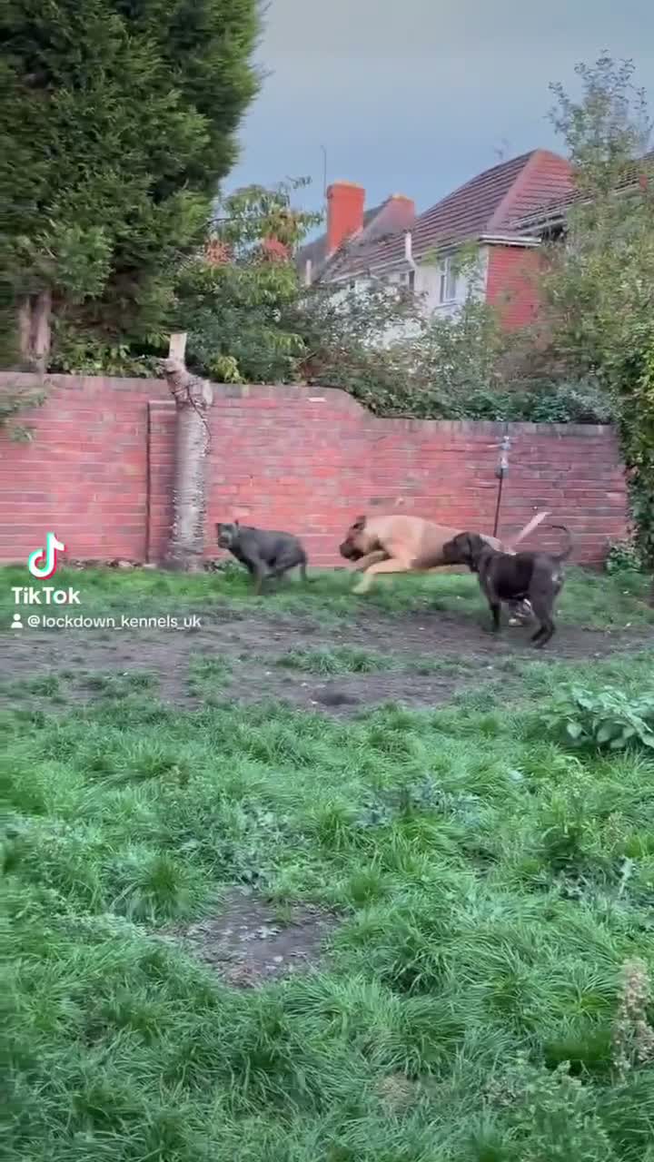 Cane Corso dogs for stud: Lockdown Kennels UK ‘HULK’ in Solihull - Video 1