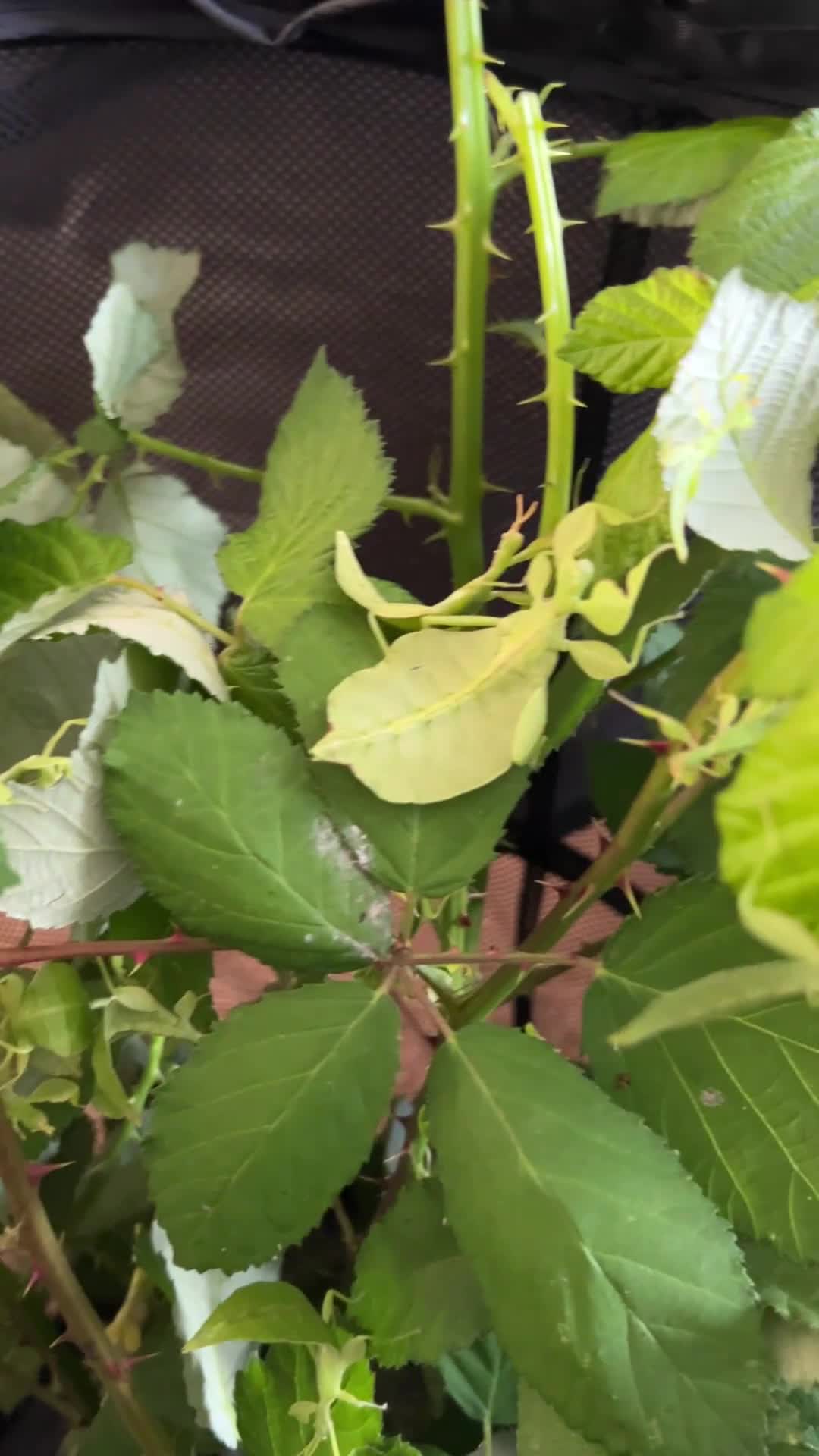 Stick Insects invertebrates for sale: Leaf Insect, (Phyllium letiranti "Tataba)  in Ashford - Video 1