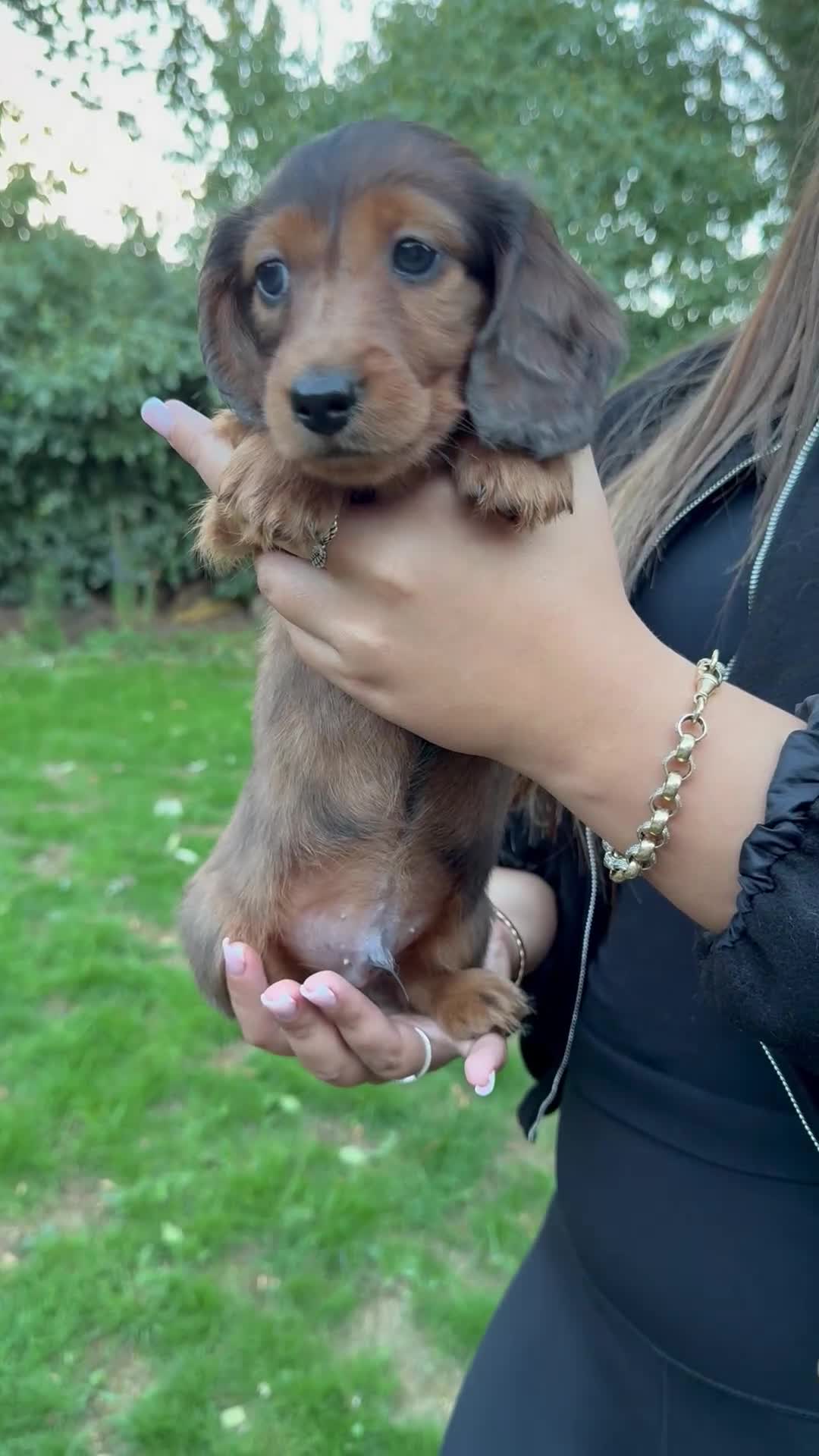 Miniature Dachshund dogs for sale: Mini long hair dapple dachshunds - Video 2