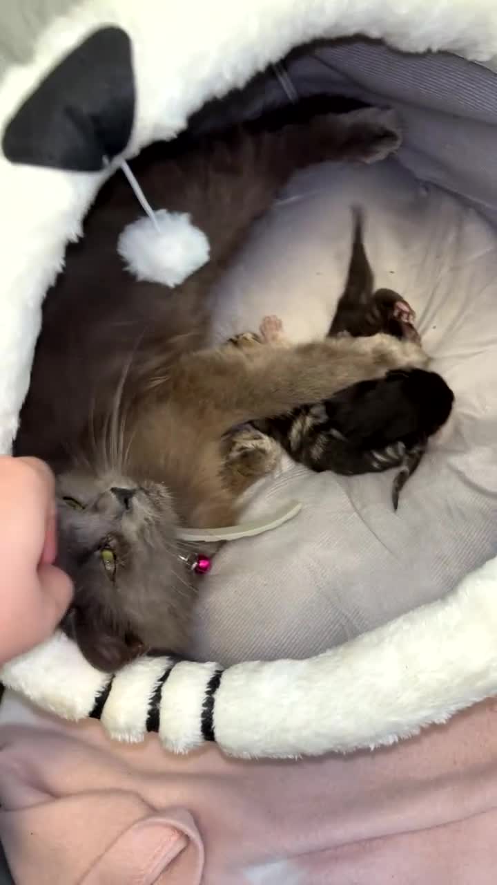 Bengal cats for sale: Bengal x nebelung girls  - Video 2