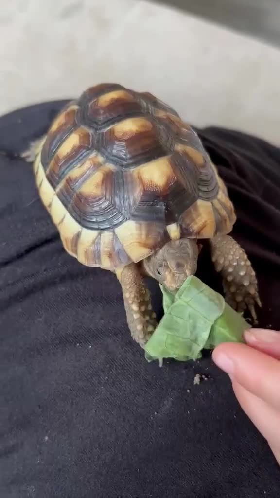 Tortoise reptiles for sale: Herman tortoise for rehoming £60 - Video 1