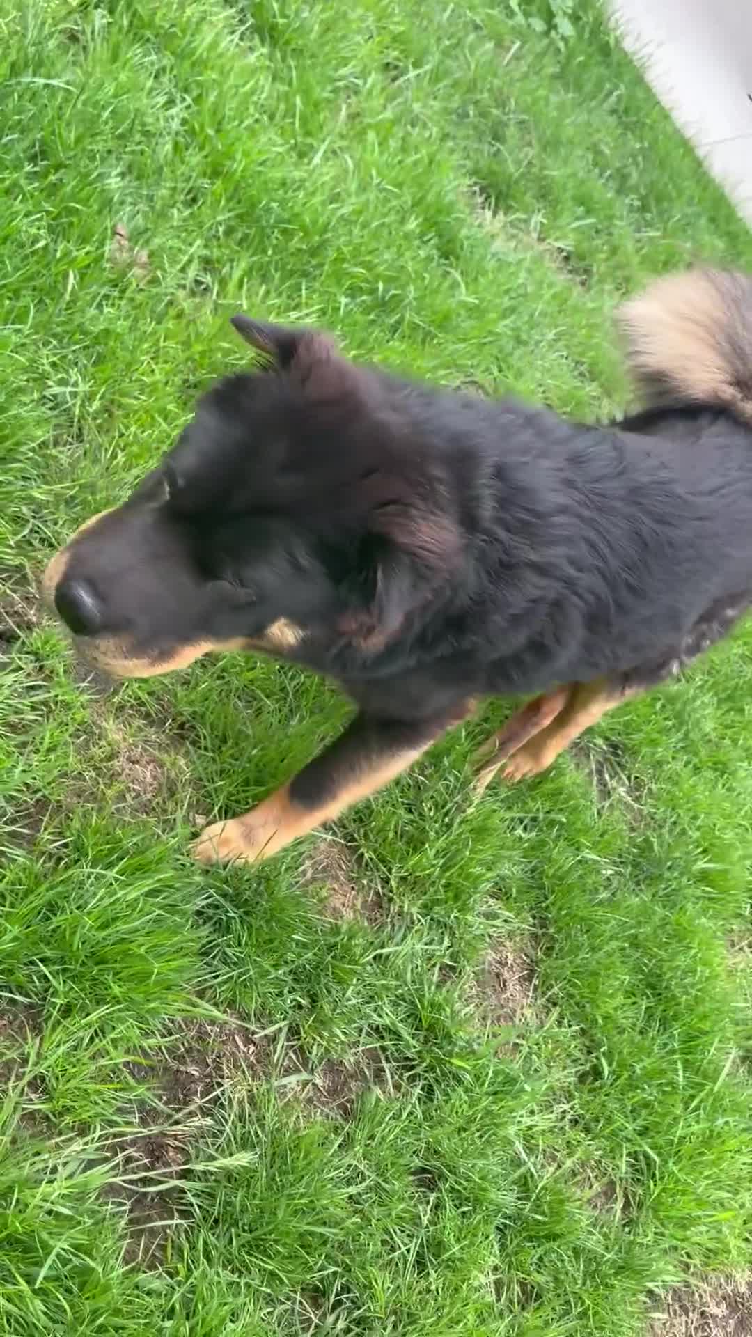 Shar Pei dogs for stud: Bear coat Shar pei in Rainham - Video 1