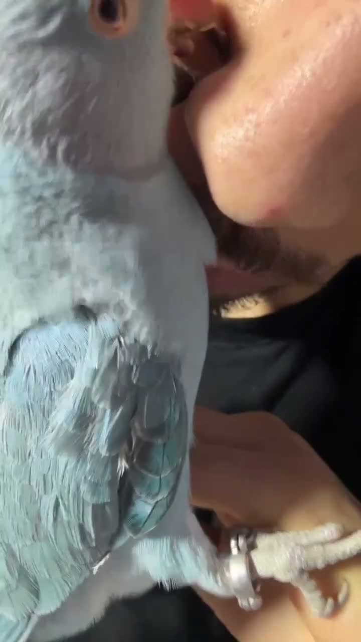 Ringnecks birds for sale:  **  DNAMALE HANDREAR TRAINED SPLIT CLEARTAIL  in Uxbridge - Video 3