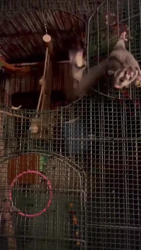 Sugar Glider rodents for sale: Sugar gliders for sale - Video 2