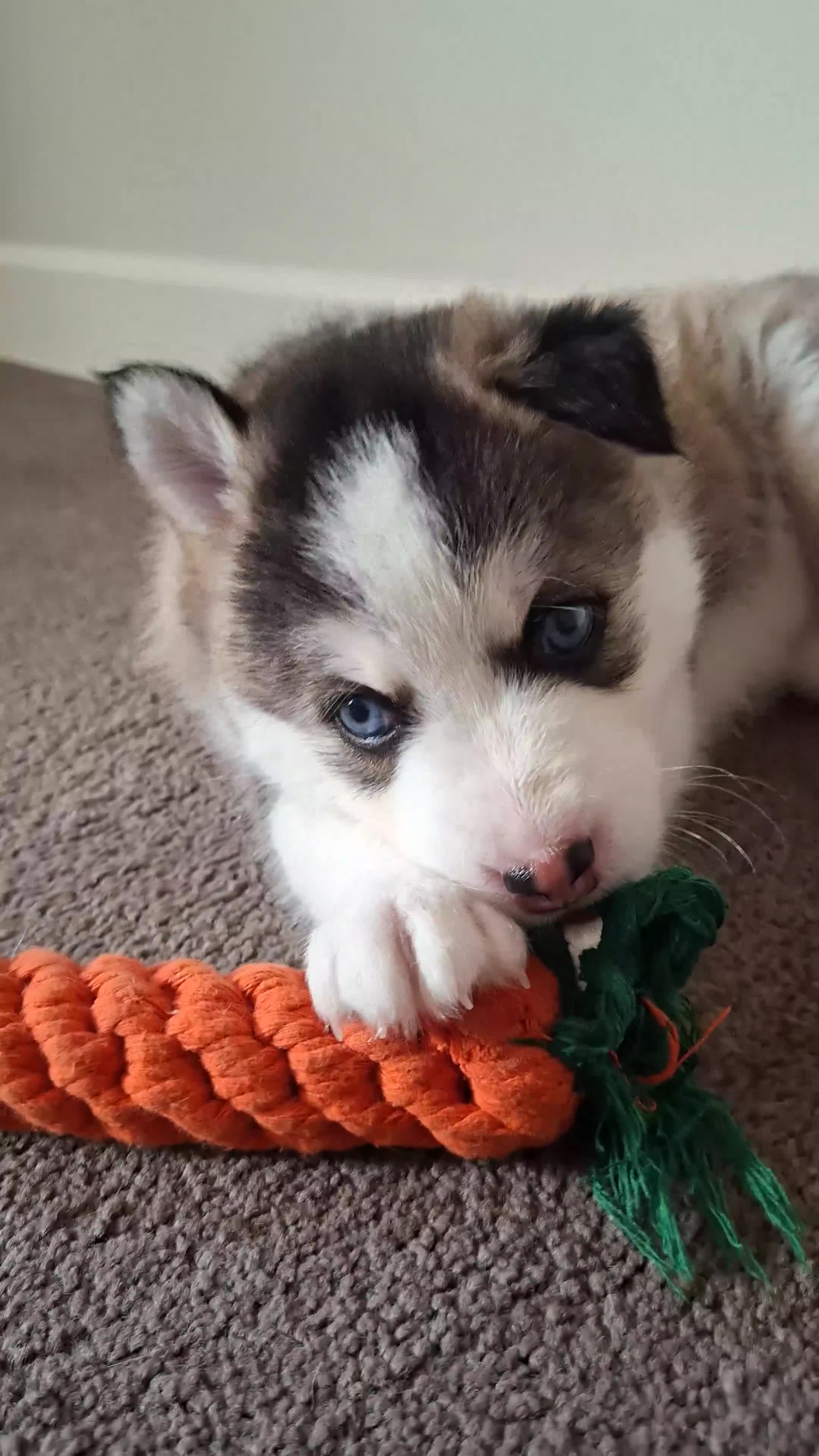 Pomsky dogs for sale: Stunning Pomsky Puppies  - Video 2