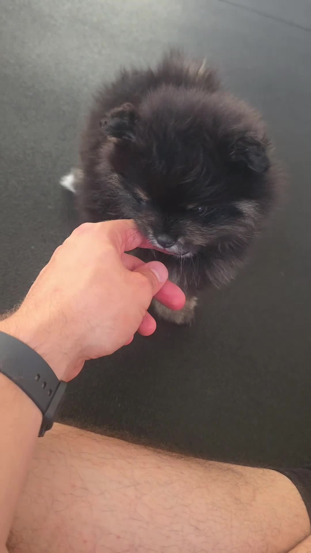 Pomeranian dogs for sale: Beautiful Black & Tan Teddy Bear Pomeranian Puppy  - Video 5