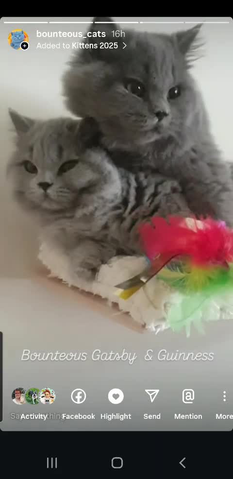 British Shorthair cats for sale: Impressive Pedigree BSH Kittens  - Video 2