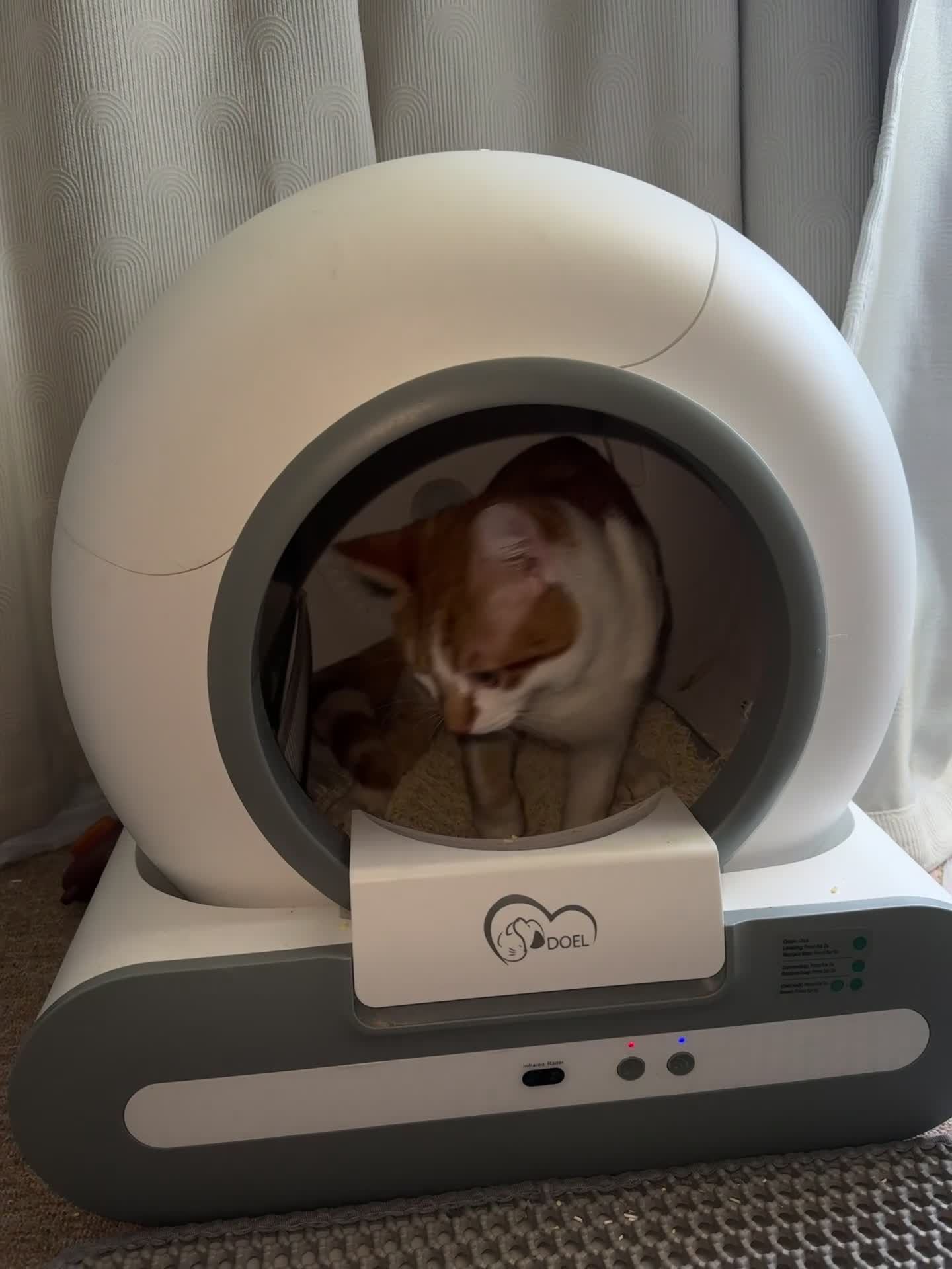 Domestic Shorthair cats for sale: 8 mo MALE domestic ginger/white kitten in London - Video 2