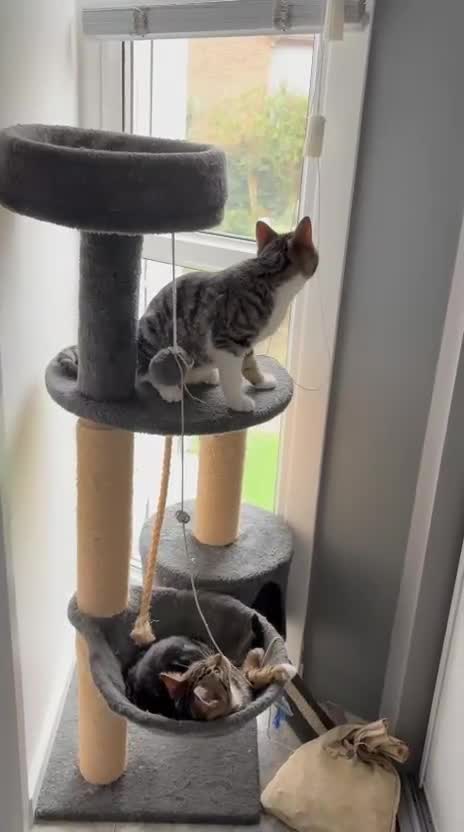 Mixed Breed cats for adoption: Bonded pair of rescue kittens - male - need home in Hook - Video 2