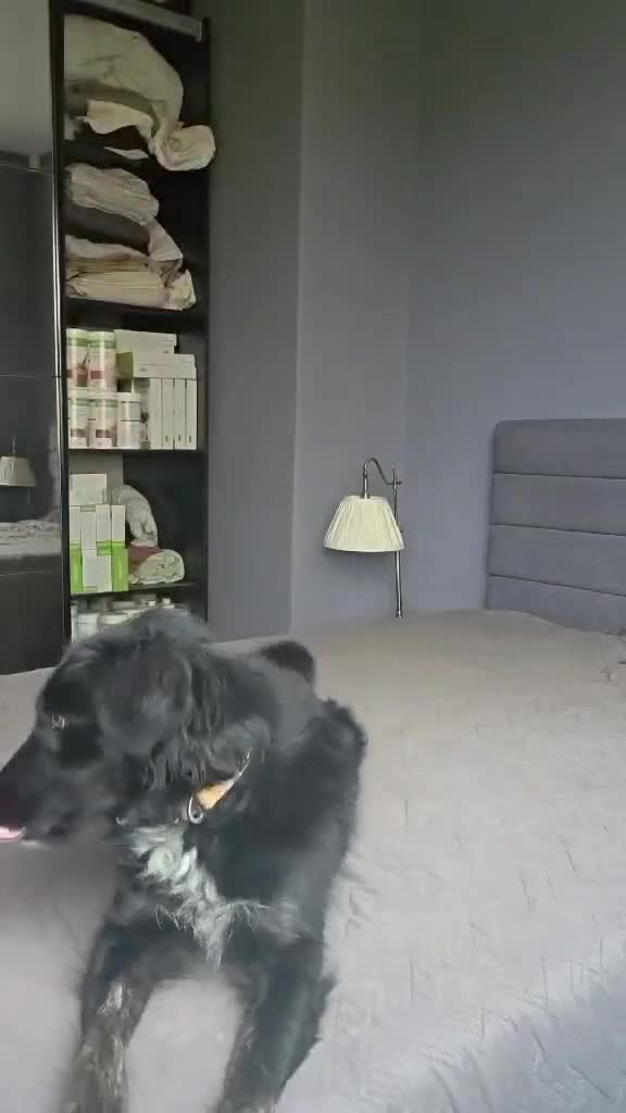 Mixed Breed dogs for adoption: TILLY (All black girl) - Video 2