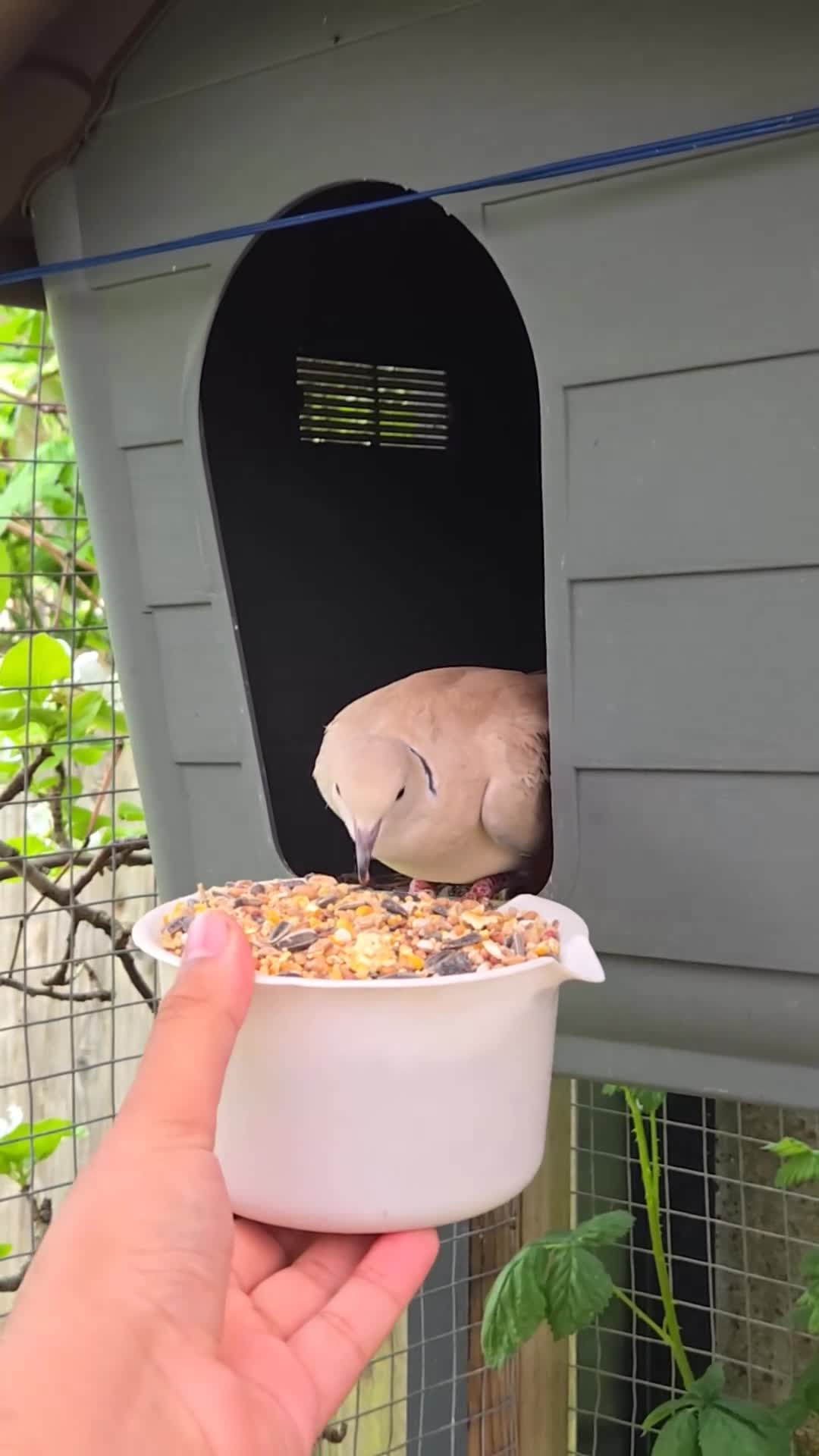 Doves birds for sale: Beautiful Pair of Barbary Doves - Video 1