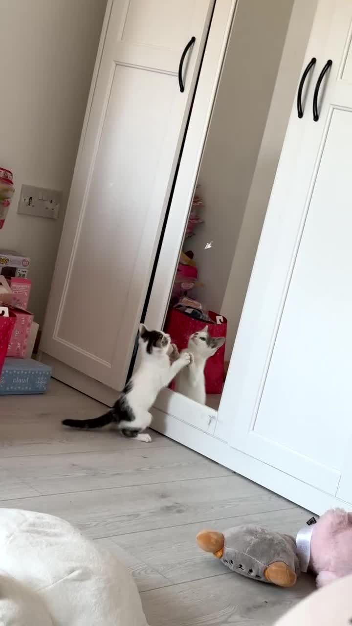 British Shorthair cats for sale: 2 female kittens  - Video 1