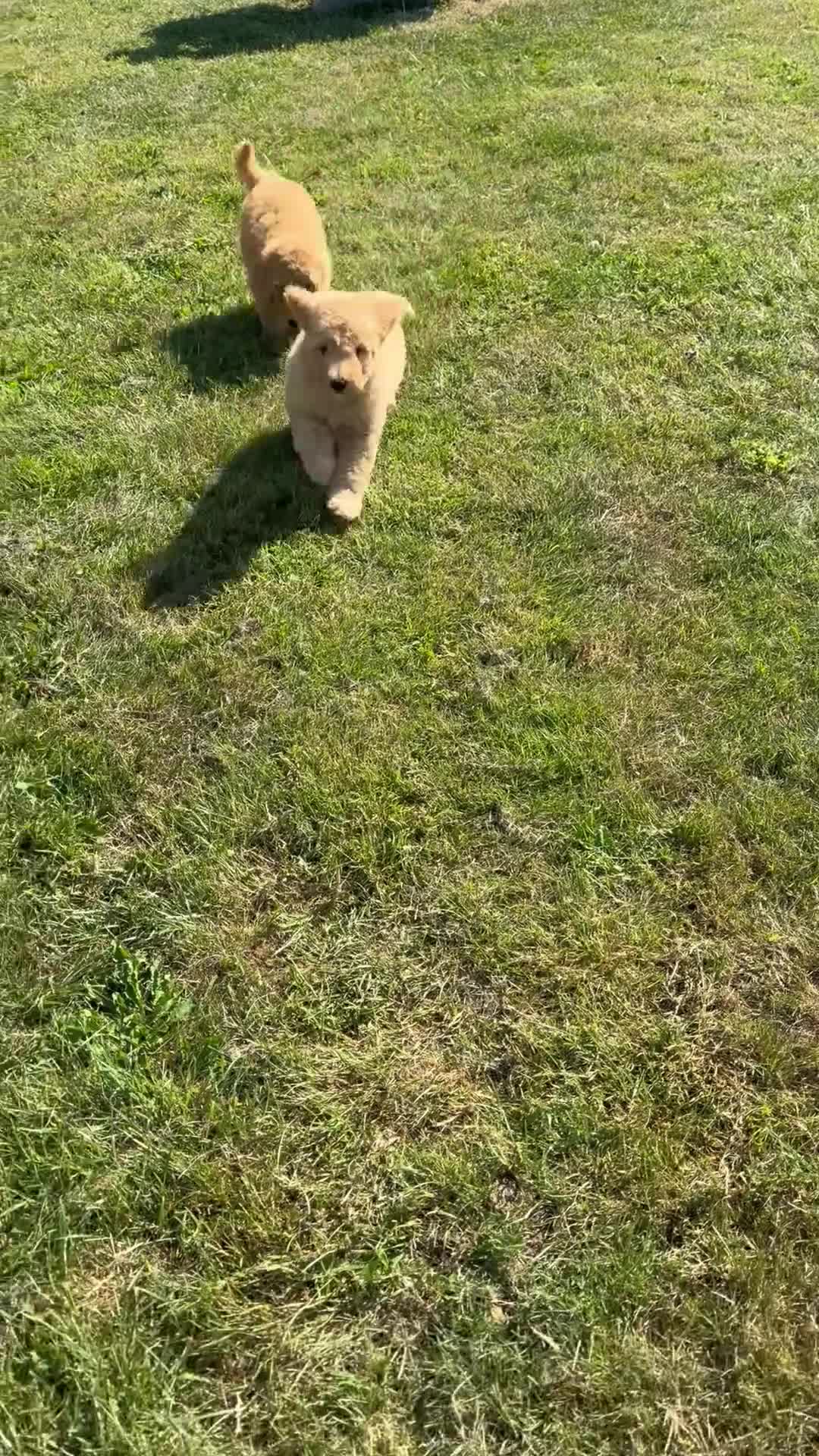 Mini Goldendoodle dogs for sale: Ready to leave Mini Goldendoodles - Video 3