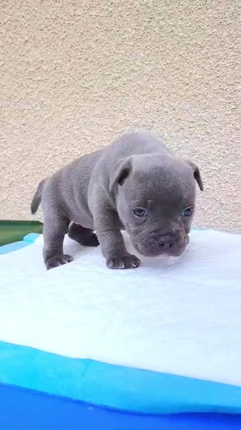 Staffordshire Bull Terrier dogs for sale: SOLID BLUE TEDDY BEARS 🧸 - Video 1