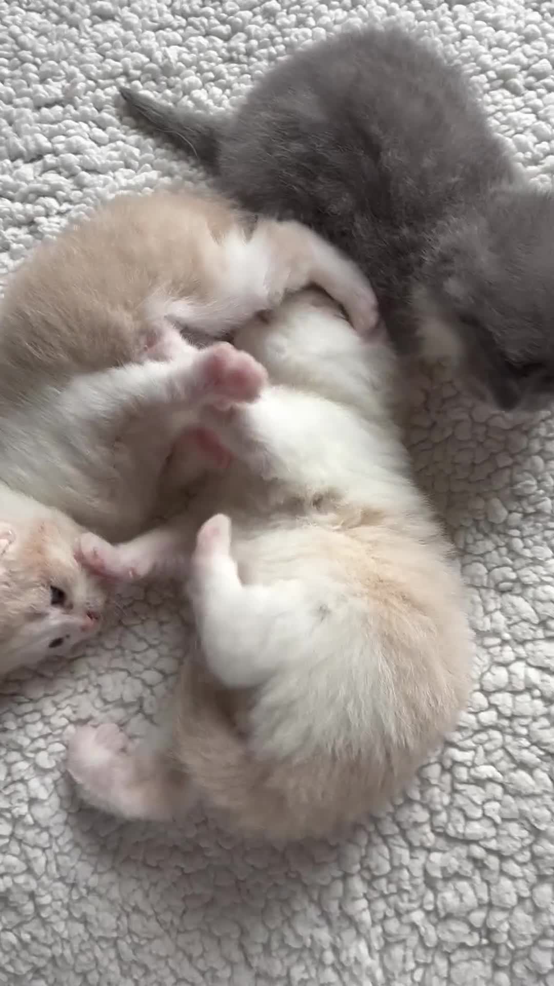 British Shorthair cats for sale: Three Handsome BSH Kittens  - Video 1