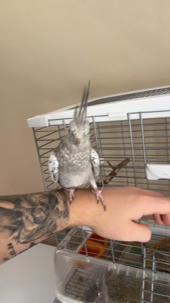 Cockatiels birds for sale: Hand tame grey faced female cockateil  in Liverpool - Video 1