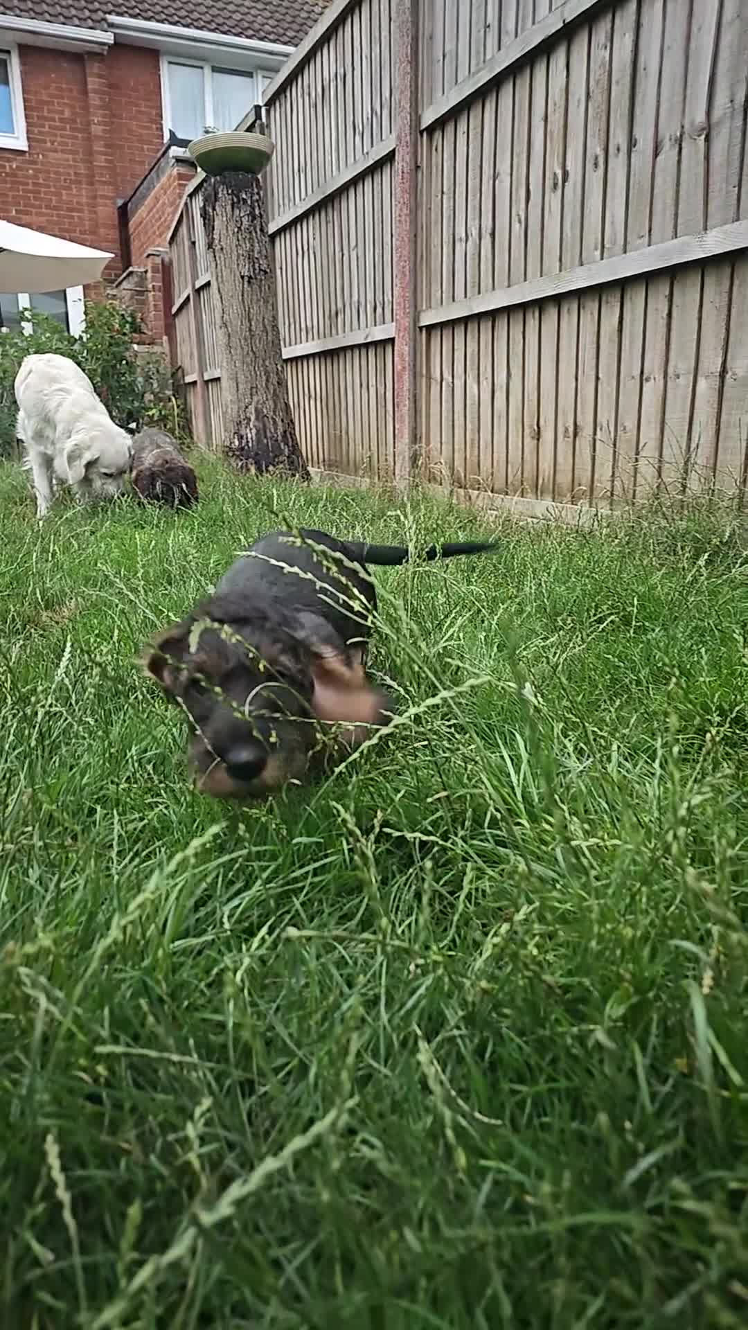 Dachshund dogs for sale: Outstanding Standard Wire haired Dachshund puppies - Video 5