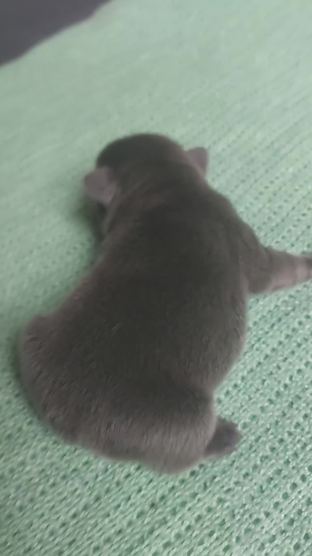 French Bulldog dogs for sale: 3 males left  - Video 1