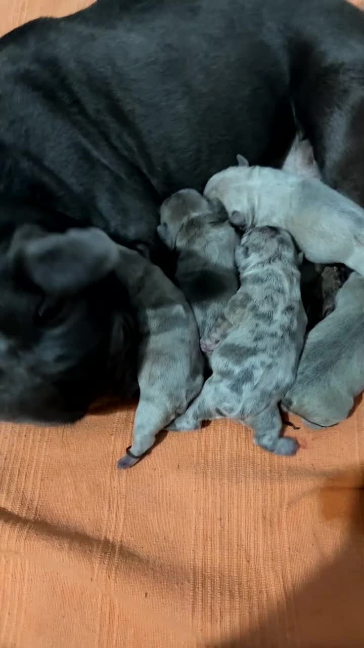 French Bulldog dogs for sale: Stunning litter of Merle French Bulldogs  in Stoke-on-Trent - Video 1