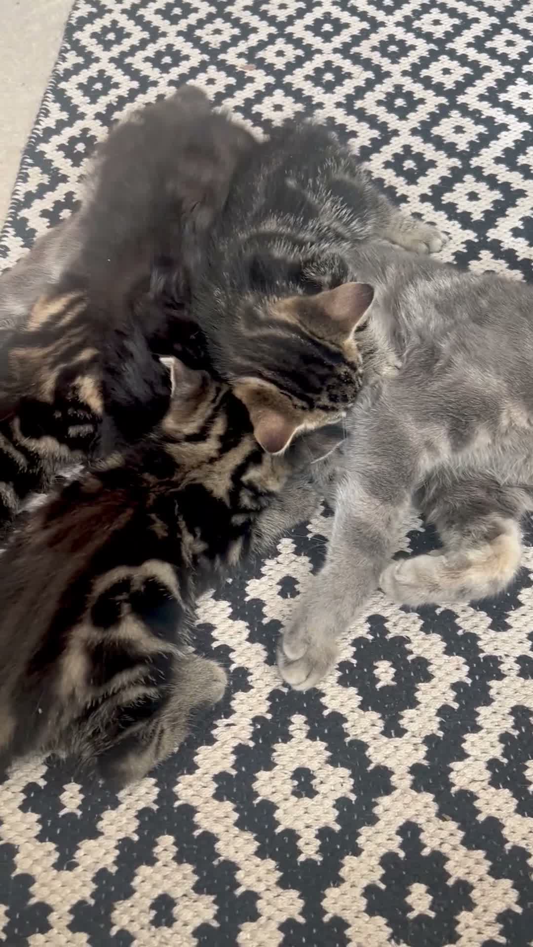 Mixed Breed cats for sale: 4 Beautiful Kittens Looking for Loving Homes 🐾 in Norwich - Video 1