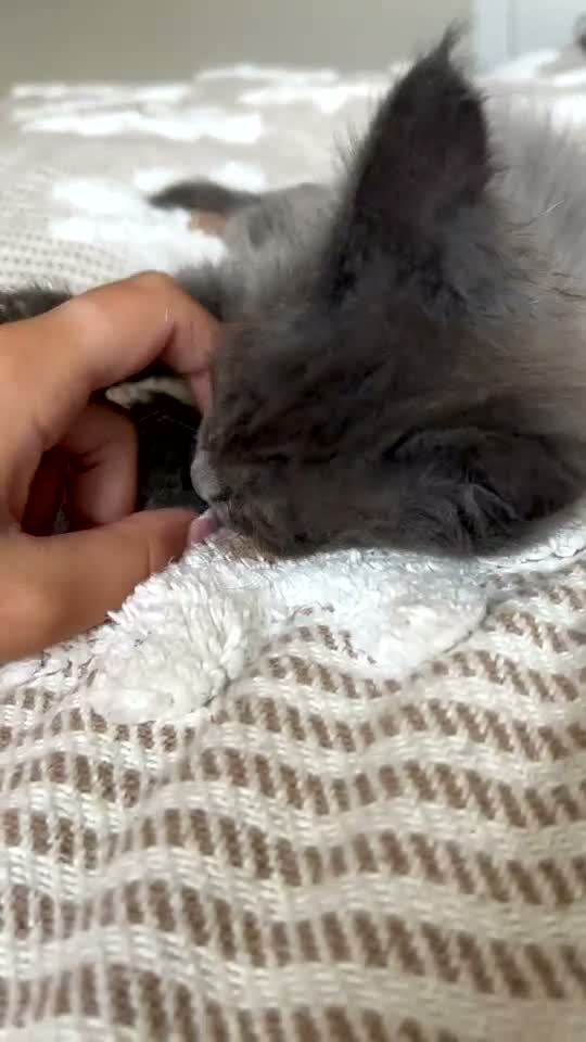 Maine Coon cats for sale: UPDATED - MAINE COON KITTENS. SOME POLYDACTYL  - Video 2