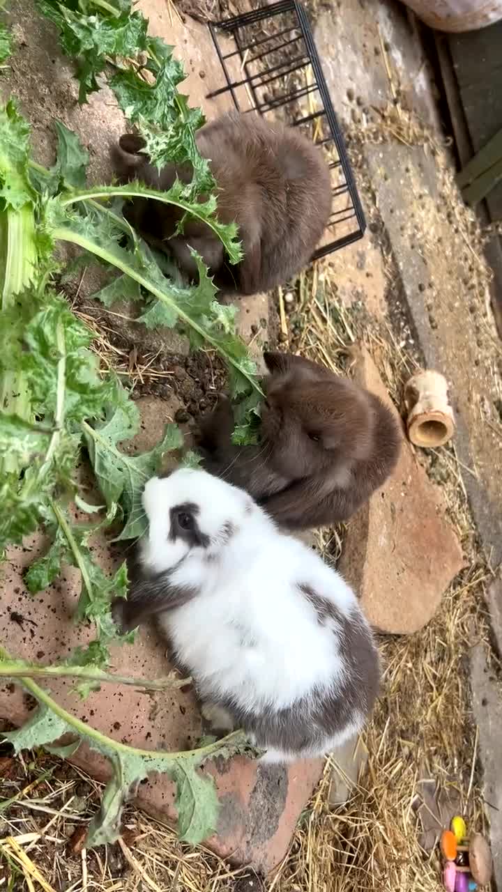Mini Lop rabbits for sale: 3 babies left - Video 1
