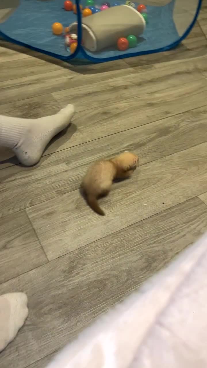 Ferret rodents for sale: 1 hob and 1 jill  - Video 2