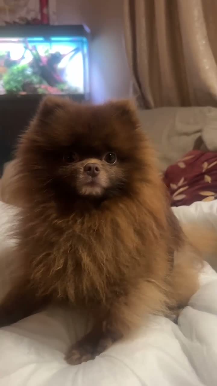 Pomeranian dogs for stud: 🤎Chocolate TeddyBear Pomeranian🤎 - Video 1