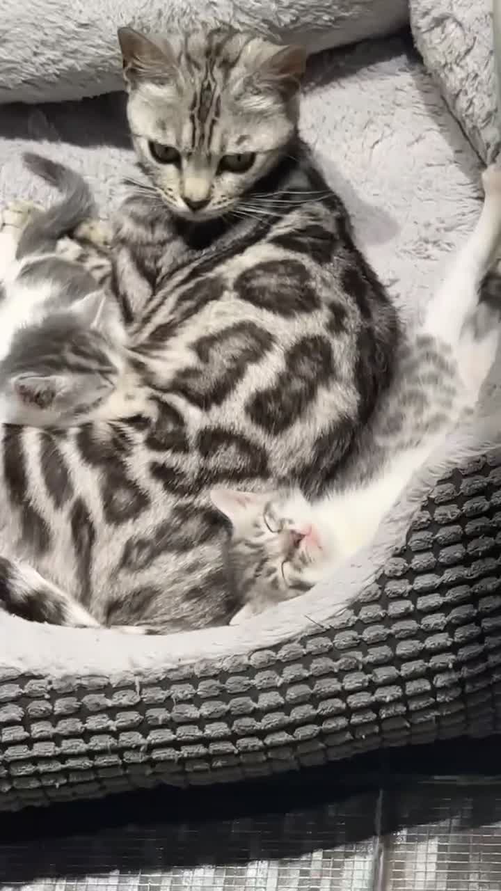 Mixed Breed cats for sale: Adorable Bengal Cross Kittens!! - Video 1