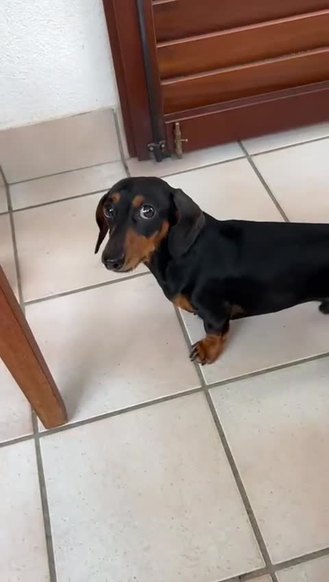 Dachshund dogs for stud: Malcolm - Video 1