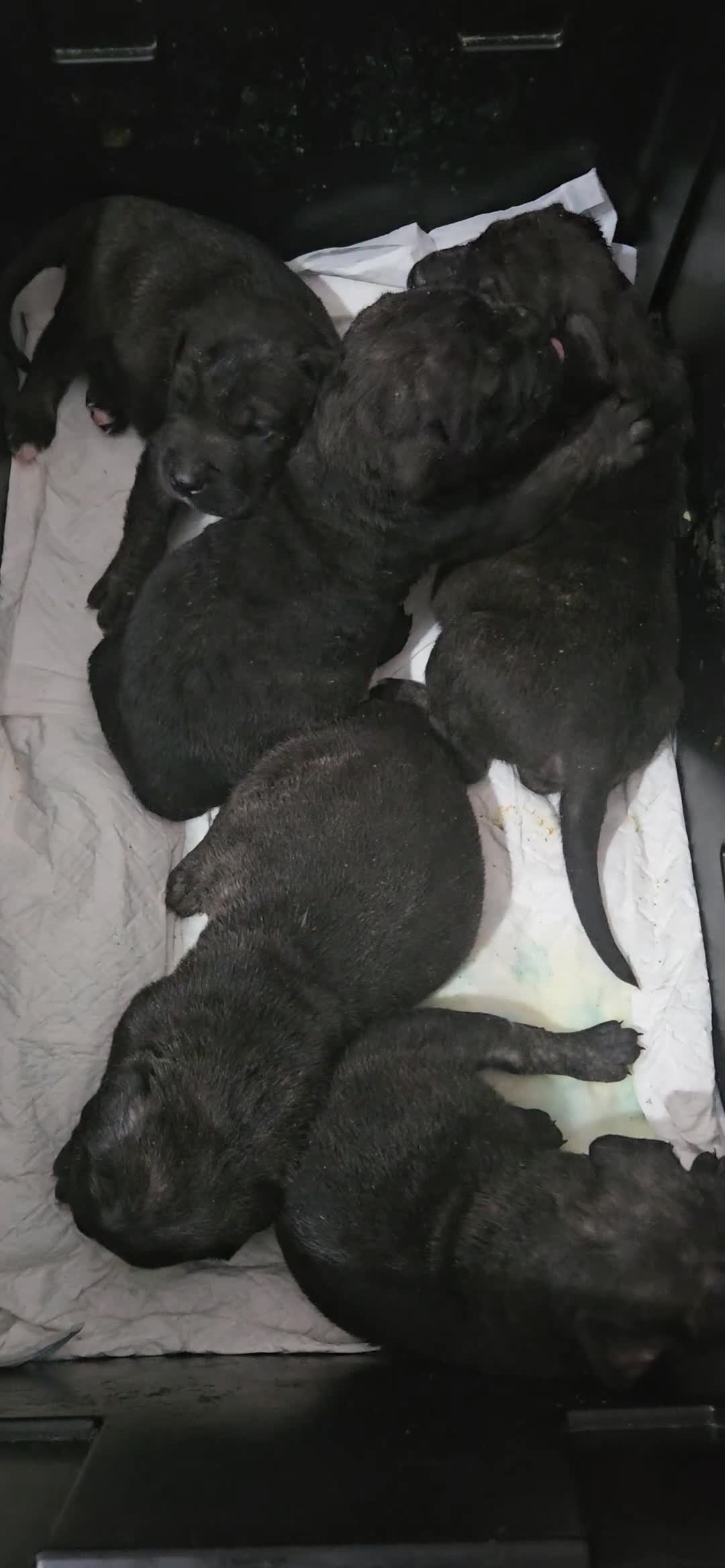 Mixed Breed dogs for sale: Pure Cane corso / pure presa canario puppies. - Video 5