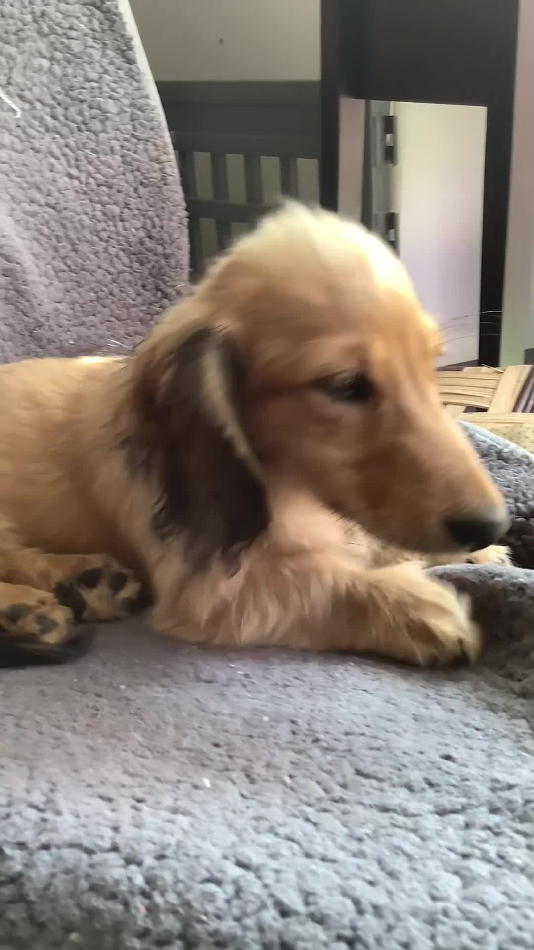 Miniature Dachshund dogs for sale: Kc reg long hair mini dachshunds dna parents  - Video 1