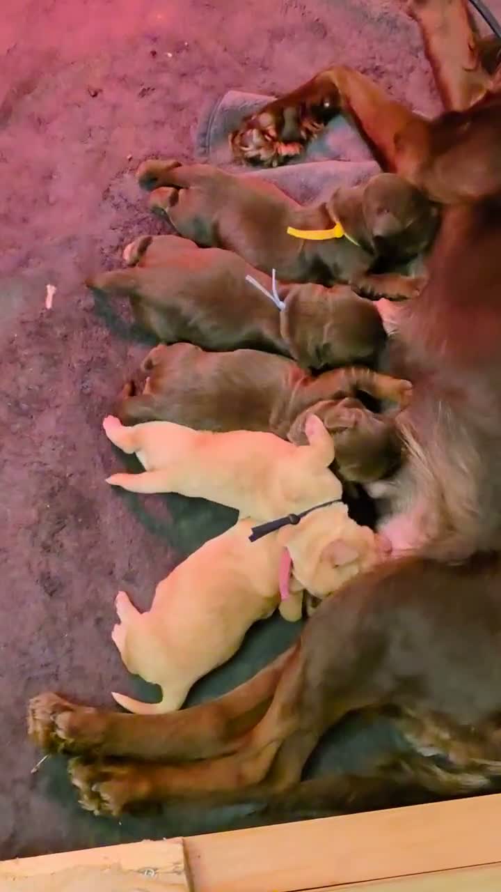 Cocker Spaniel dogs for sale: Beautiful proven cocker spaniels for sale - Video 2
