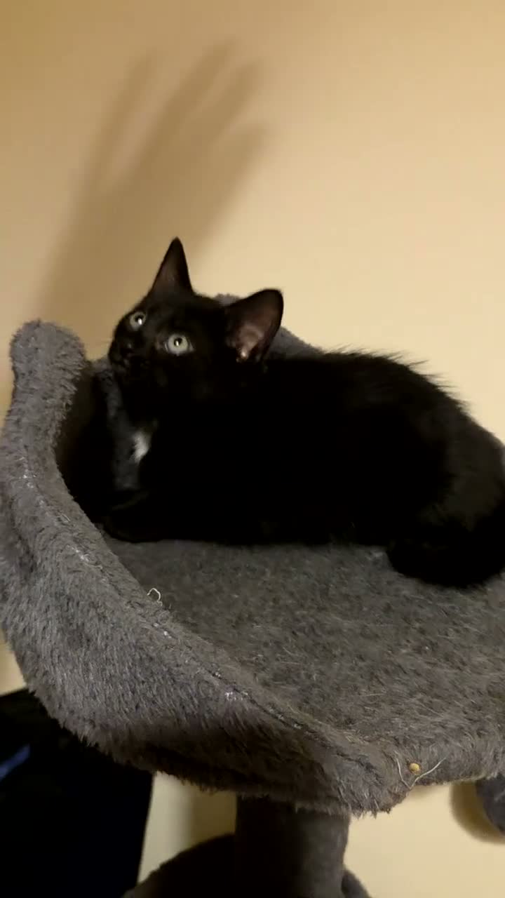 Mixed Breed cats for sale: Active, fun, healthy kittens  - Video 3
