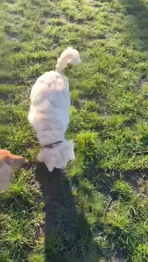 Standard Poodle dogs for sale: Pure-breed standard poodle puppy - Video 1