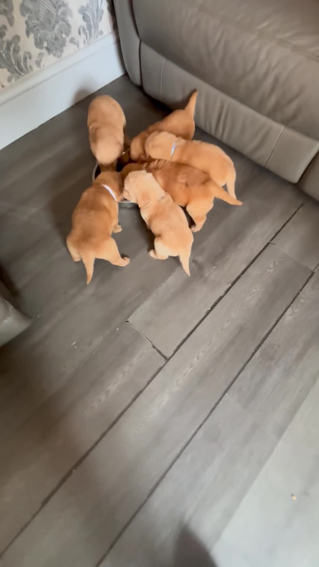 Golden Retriever dogs for sale: Beautiful golden retriever puppies  - Video 1
