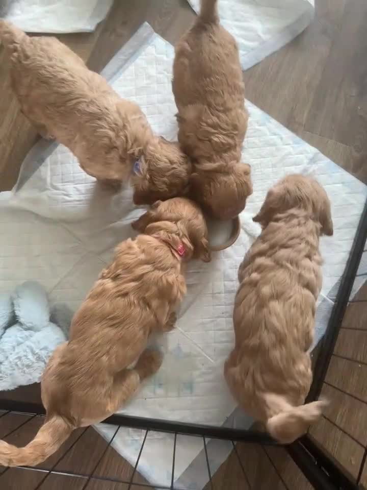 Cockapoo dogs for sale: Beautiful F2 Cockpoo in Sunderland - Video 1