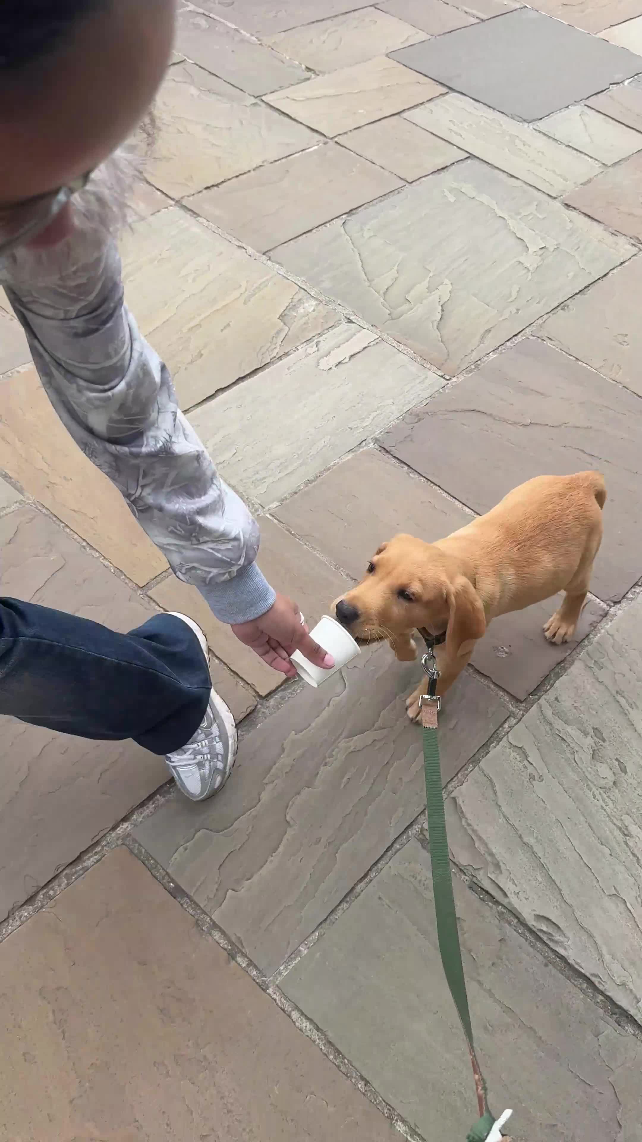 Labrador Retriever dogs for sale: 12 Week Fox Red Labrador  in Hatfield - Video 1