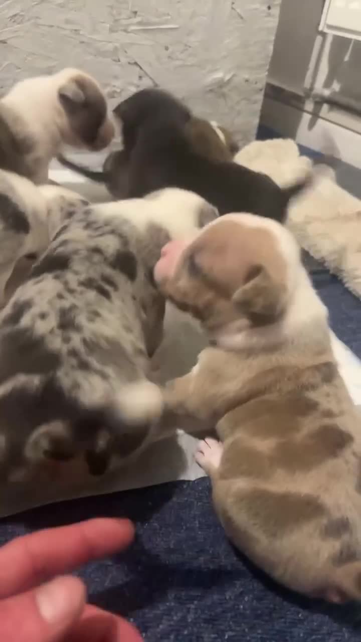 American Bully dogs for sale: Pocket bully puppies Merle fawn pied tri - Video 2