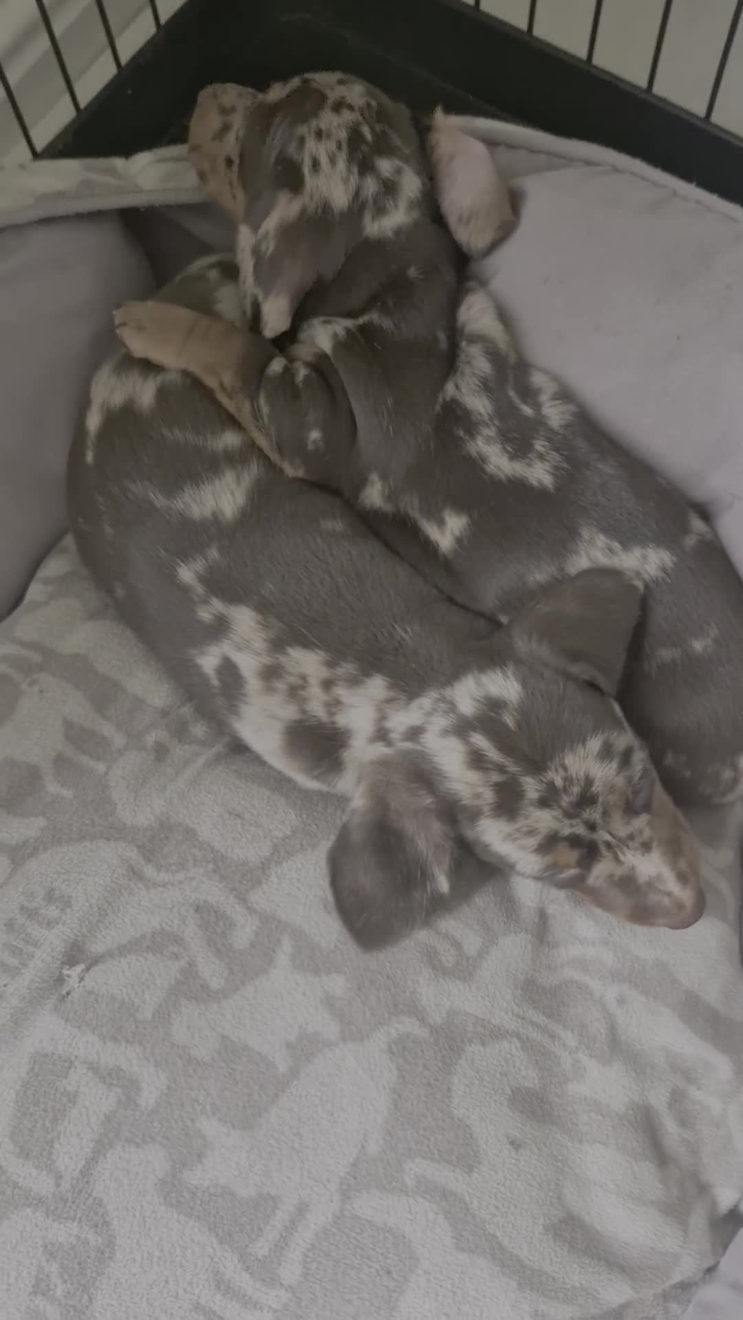 Miniature Dachshund dogs for sale: Chocolate Daple Miniature Boys  - Video 1