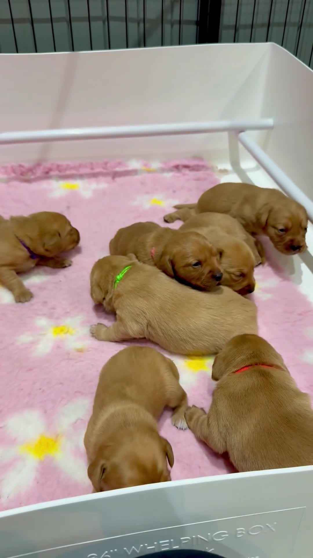 Labrador Retriever dogs for sale: Health Tested Labrador Puppies For Sale  - Video 1