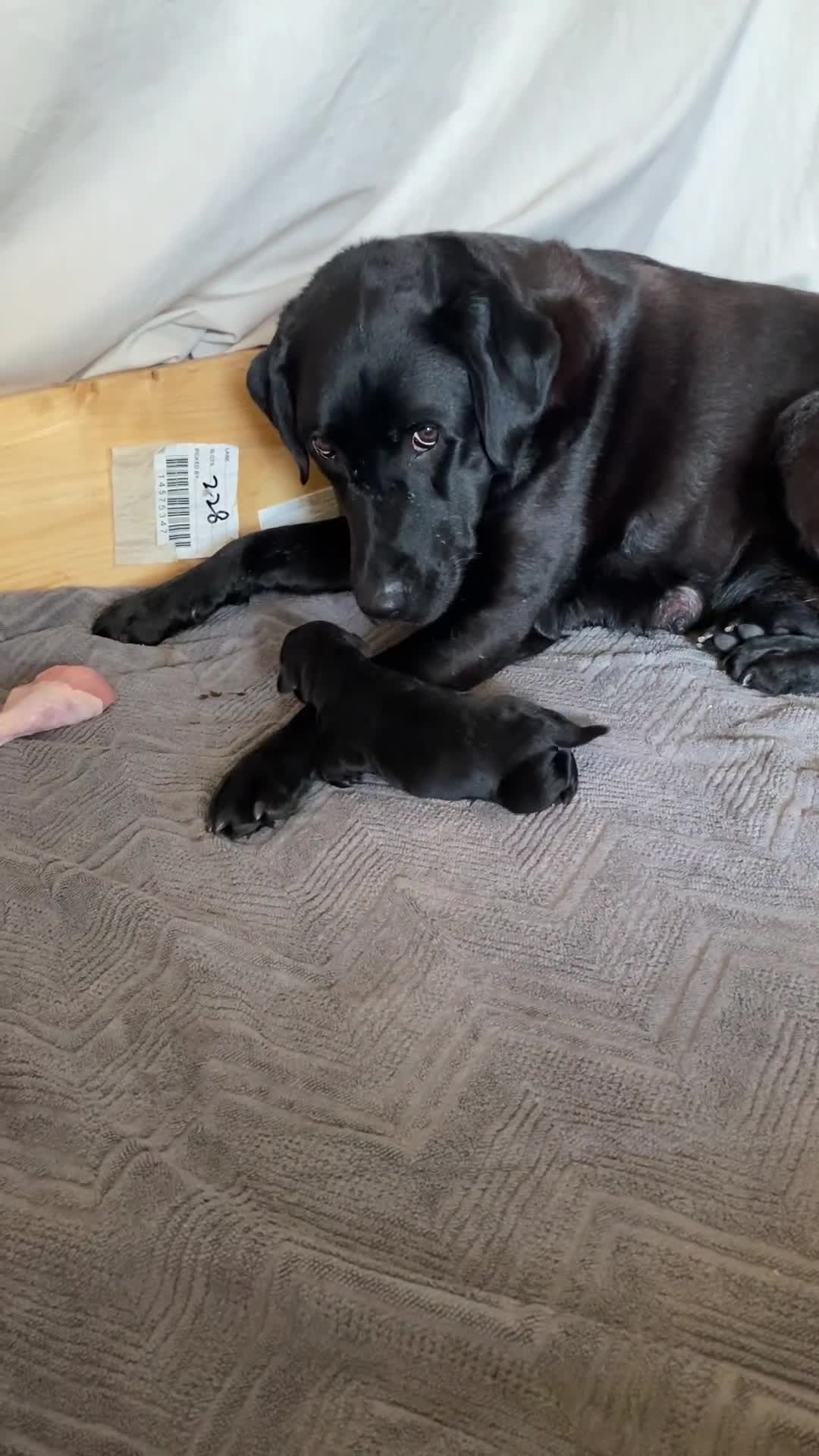 Labrador Retriever dogs for sale: Black Labrador bitch puppy  - Video 3
