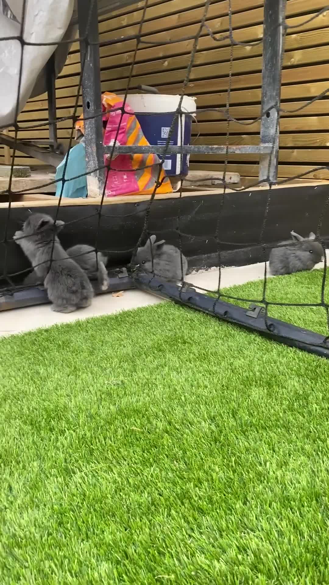 Mini Lop rabbits for sale: Beautiful baby mini lop bunnies 😍 - Video 1