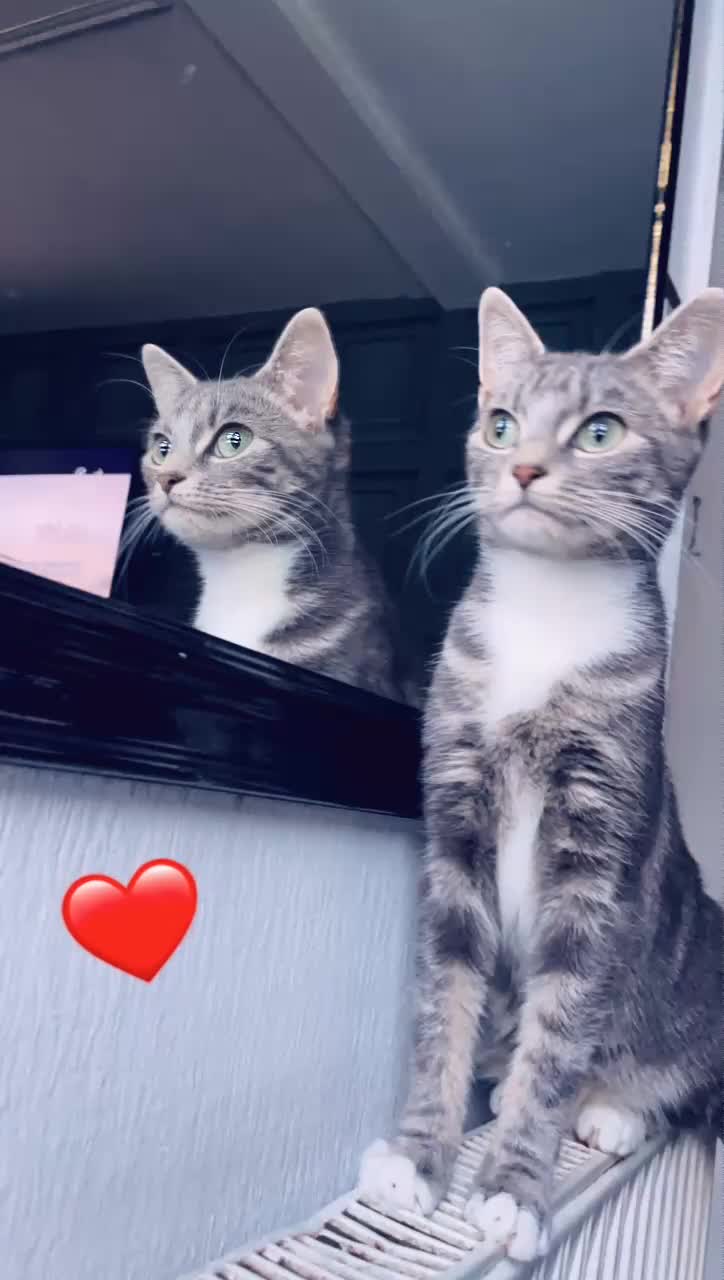 British Shorthair cats for sale: Misty is for salr - Video 1