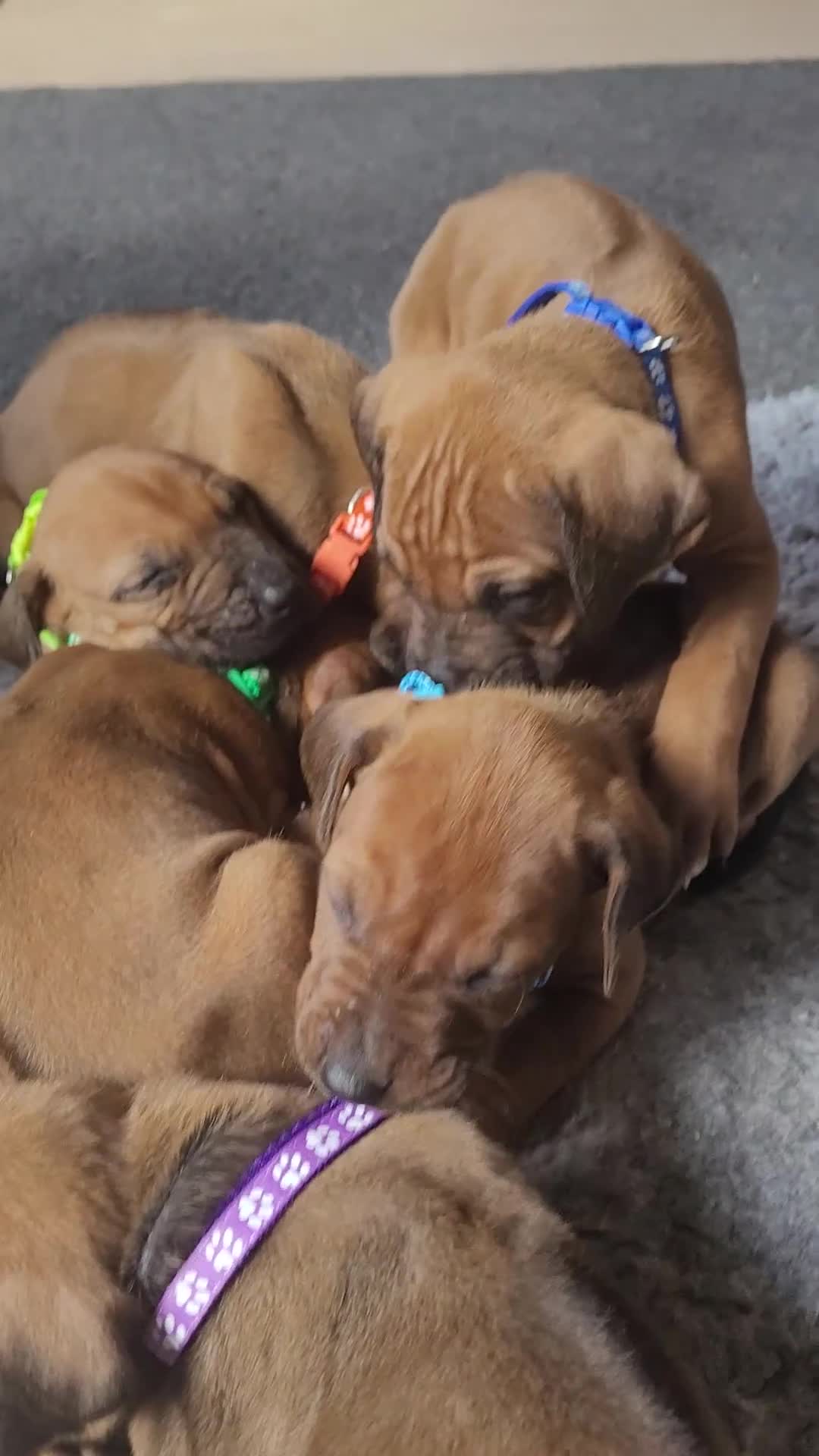Rhodesian Ridgeback dogs for sale: !!KC CHAMPION AFRICAN RHODESIAN RIDGEBACK!! in Doncaster - Video 1