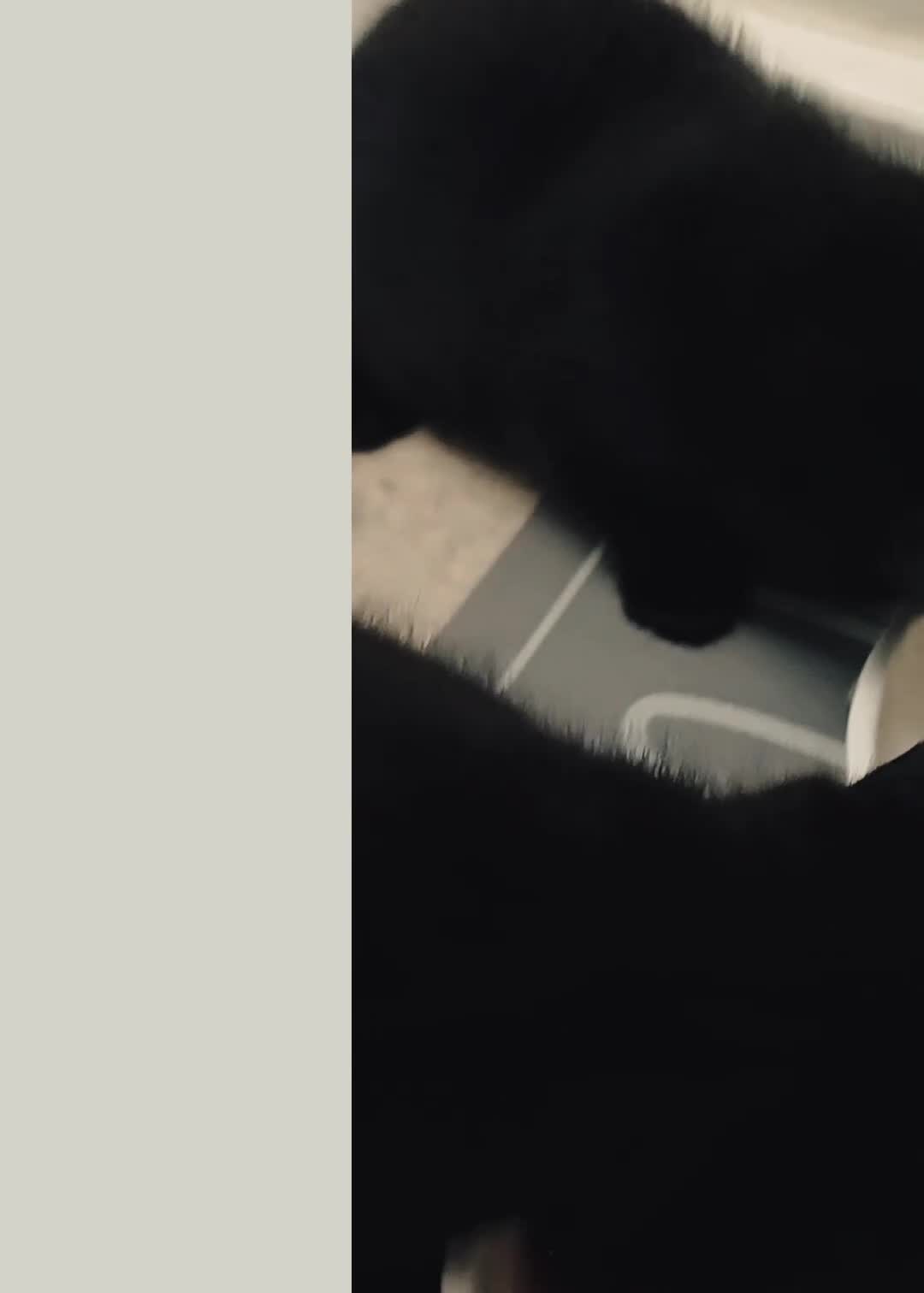 European cats for sale: 2 Adorable Kittens for new homes - Video 2