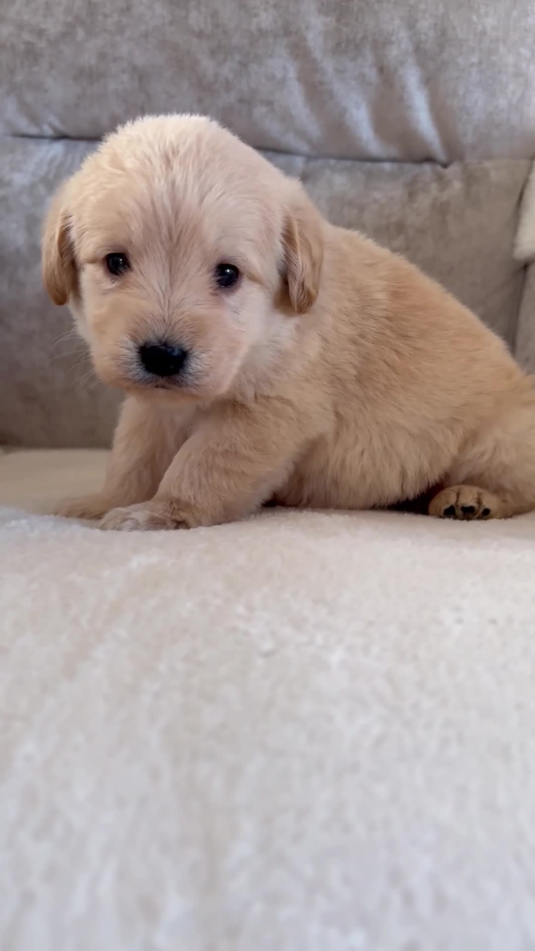 Labradoodle dogs for sale: Gorgeous f1 labradoodle puppies - Video 2