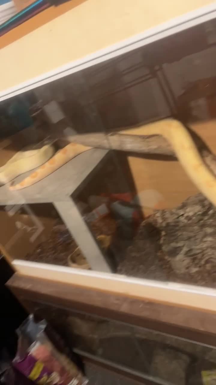 Boa Snake reptiles for sale: Boa snak - Video 2