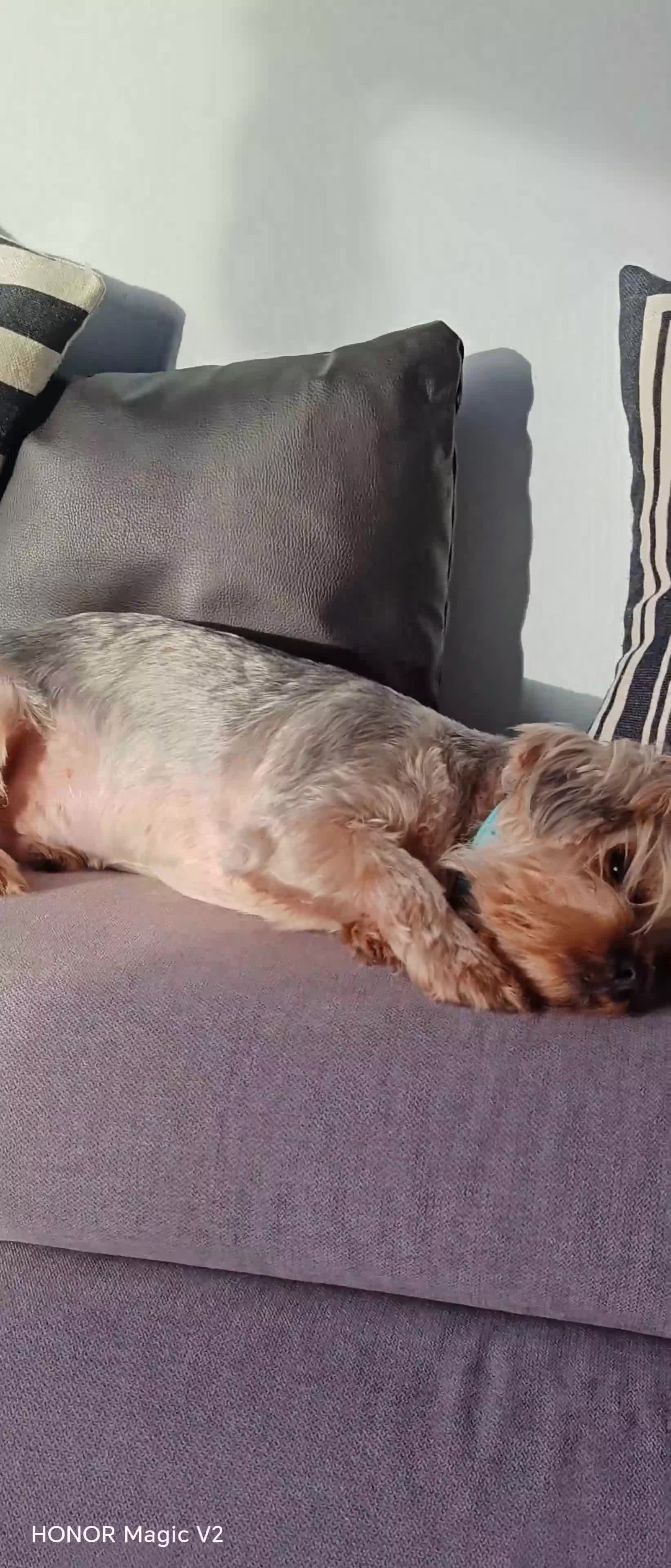 Yorkshire Terrier dogs for sale: 2 year old Yorkshire Terrier Male - Video 3