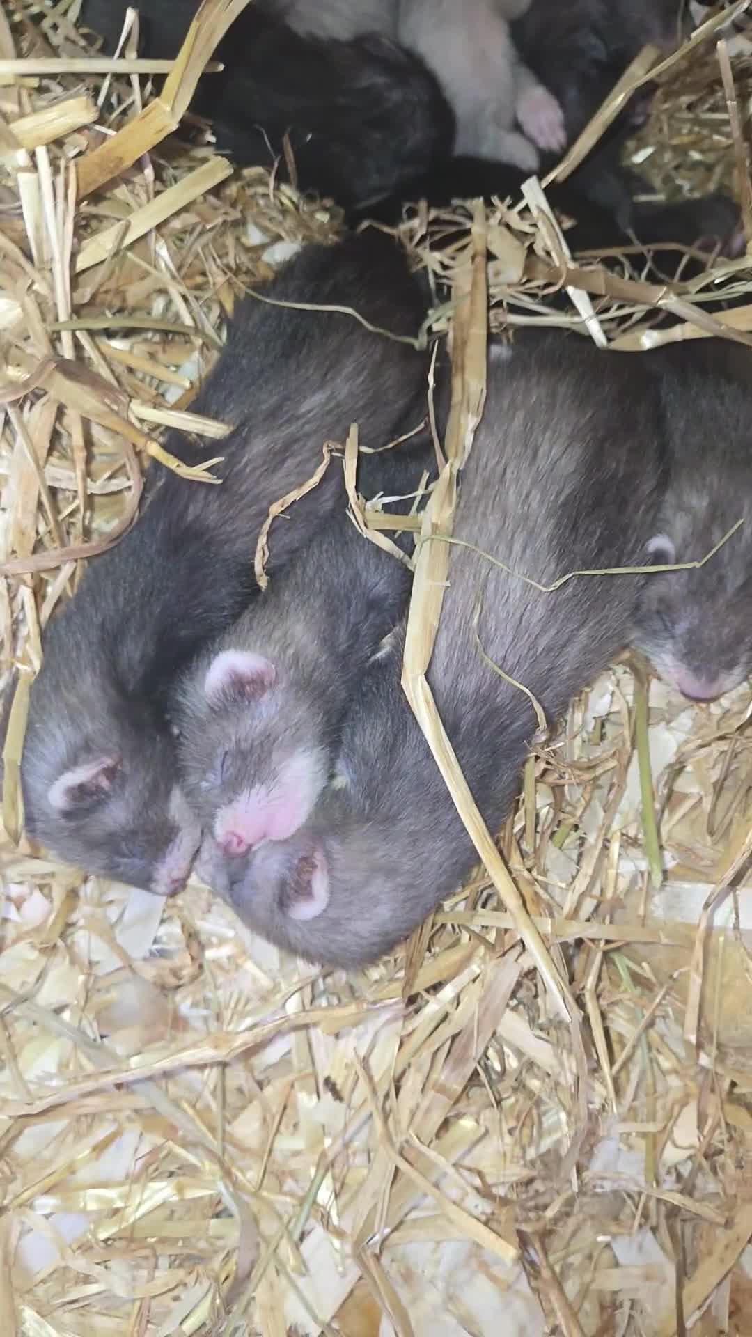 Ferret rodents for sale: Eu black x ferret kits  - Video 2